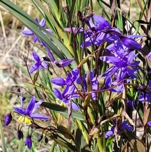 Stypandra glauca at Molonglo Valley, ACT - 4 Oct 2021