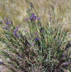 Stypandra glauca at Molonglo Valley, ACT - 4 Oct 2021