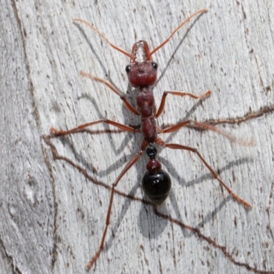 Myrmecia simillima (A Bull Ant) at Namadgi National Park - 2 Oct 2021 by rawshorty