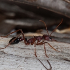 Myrmecia simillima at Mount Clear, ACT - 3 Oct 2021