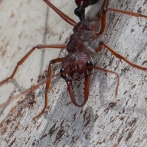 Myrmecia simillima at Mount Clear, ACT - 3 Oct 2021 10:24 AM