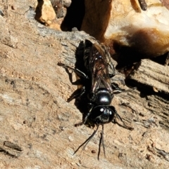 Crabronidae (family) (Sand wasp) at Piney Ridge - 4 Oct 2021 by trevorpreston