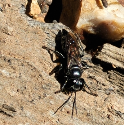Crabronidae (family) (Sand wasp) at Denman Prospect, ACT - 4 Oct 2021 by trevorpreston