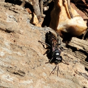 Crabronidae (family) at Denman Prospect, ACT - 4 Oct 2021