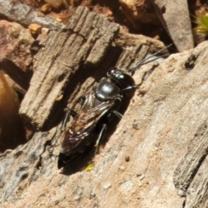 Crabronidae (family) at Denman Prospect, ACT - 4 Oct 2021