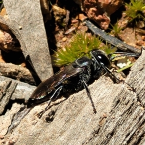 Crabronidae (family) at Denman Prospect, ACT - 4 Oct 2021