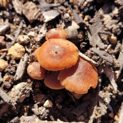 Unidentified Cap on a stem; gills below cap [mushrooms or mushroom-like] at Piney Ridge - 4 Oct 2021 by tpreston