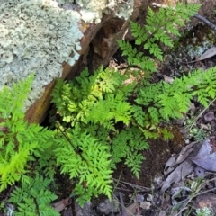 Cheilanthes austrotenuifolia (Rock Fern) at Denman Prospect, ACT - 4 Oct 2021 by tpreston