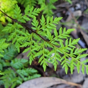 Cheilanthes austrotenuifolia at Denman Prospect, ACT - 4 Oct 2021 12:50 PM