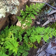 Cheilanthes austrotenuifolia at Denman Prospect, ACT - 4 Oct 2021 12:50 PM