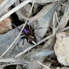 Habronestes sp. (genus) (An ant-eating spider) at Denman Prospect, ACT - 4 Oct 2021 by trevorpreston