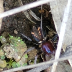 Habronestes sp. (genus) at Denman Prospect, ACT - 4 Oct 2021