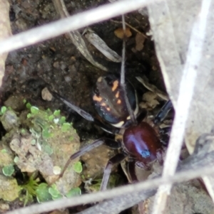 Habronestes sp. (genus) at Denman Prospect, ACT - 4 Oct 2021