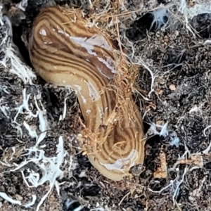 Fletchamia quinquelineata at Molonglo Valley, ACT - 4 Oct 2021