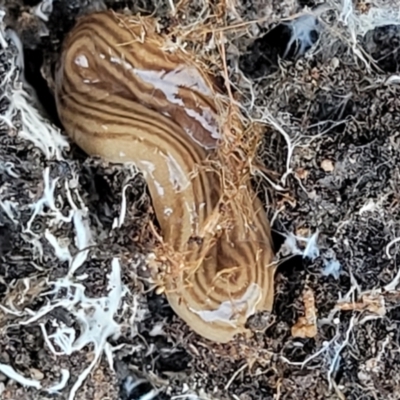 Fletchamia quinquelineata (Five-striped flatworm) at Molonglo Valley, ACT - 4 Oct 2021 by trevorpreston