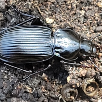 Pterostichini (tribe) (A Carabid beetle) at Piney Ridge - 4 Oct 2021 by trevorpreston