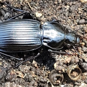 Pterostichini (tribe) at Stromlo, ACT - 4 Oct 2021 12:48 PM