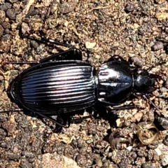 Pterostichini (tribe) at Stromlo, ACT - 4 Oct 2021