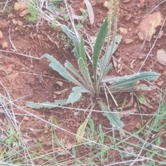 Plantago varia (Native Plaintain) at Mount Majura - 3 Oct 2021 by MAX