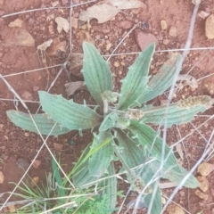 Plantago varia at Watson, ACT - 3 Oct 2021