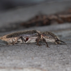 Elateridae sp. (family) (Unidentified click beetle) at Mount Clear, ACT - 2 Oct 2021 by rawshorty