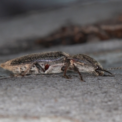 Elateridae sp. (family) (Unidentified click beetle) at Namadgi National Park - 2 Oct 2021 by rawshorty