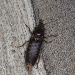 Elateridae (family) at Mount Clear, ACT - 3 Oct 2021 09:55 AM