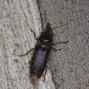 Elateridae sp. (family) at Mount Clear, ACT - 3 Oct 2021