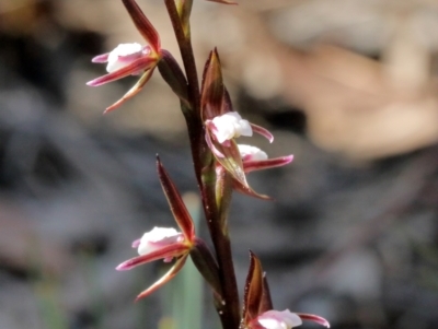 Paraprasophyllum brevilabre (Short-lip Leek Orchid) at Glenquarry, NSW - 3 Oct 2021 by Snowflake