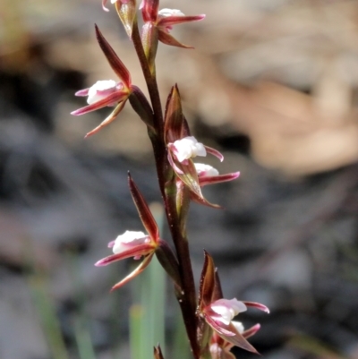 Prasophyllum brevilabre (Short-lip Leek Orchid) at Wingecarribee Local Government Area - 3 Oct 2021 by Snowflake