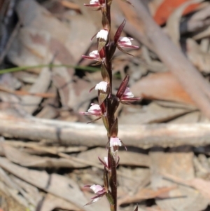 Paraprasophyllum brevilabre at Glenquarry, NSW - 4 Oct 2021