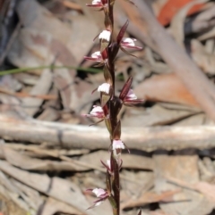 Prasophyllum brevilabre at Glenquarry, NSW - 4 Oct 2021