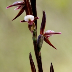 Paraprasophyllum brevilabre at Glenquarry, NSW - suppressed