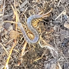 Scolopendromorpha (order) (A centipede) at Block 402 - 4 Oct 2021 by trevorpreston