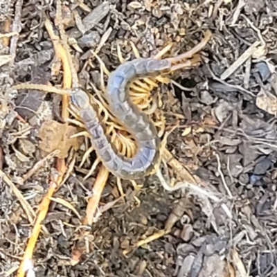 Scolopendromorpha (order) (A centipede) at Denman Prospect, ACT - 4 Oct 2021 by trevorpreston