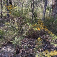 Podolobium ilicifolium (prickly shaggy-pea) at Mittagong, NSW - 4 Oct 2021 by KarenG