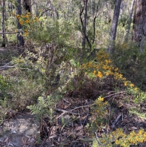 Podolobium ilicifolium at Mittagong, NSW - 4 Oct 2021