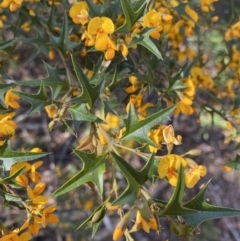 Podolobium ilicifolium at Mittagong, NSW - 4 Oct 2021