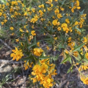 Podolobium ilicifolium at Mittagong, NSW - 4 Oct 2021
