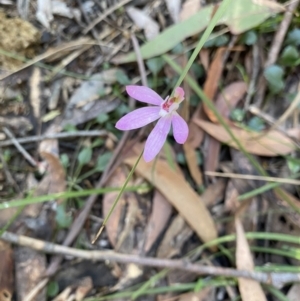 Caladenia carnea at Mittagong, NSW - 4 Oct 2021