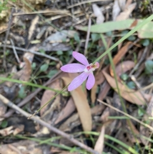 Caladenia carnea at Mittagong, NSW - 4 Oct 2021