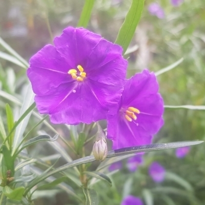 Solanum linearifolium (Kangaroo Apple) at Watson, ACT - 3 Oct 2021 by MAX