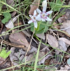 Wurmbea dioica subsp. dioica (Early Nancy) at Black Mountain - 3 Oct 2021 by Jenny54