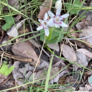 Wurmbea dioica subsp. dioica at Watson, ACT - 3 Oct 2021