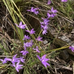 Glossodia major (Wax Lip Orchid) at Black Mountain - 2 Oct 2021 by Jenny54