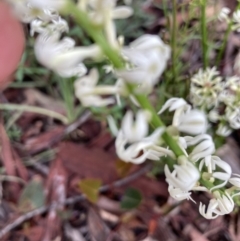 Stackhousia monogyna (Creamy Candles) at Point 5204 - 2 Oct 2021 by Jenny54