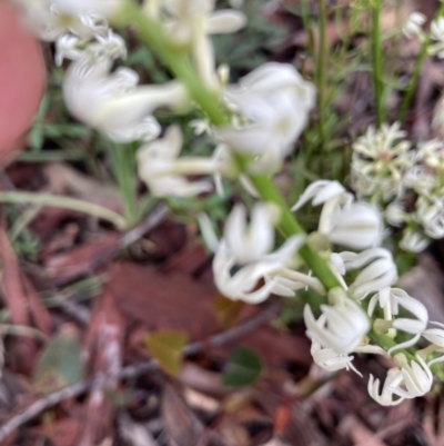 Stackhousia monogyna (Creamy Candles) at Molonglo Valley, ACT - 3 Oct 2021 by Jenny54