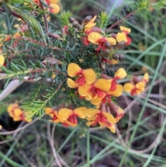 Dillwynia phylicoides (A Parrot-pea) at Watson, ACT - 3 Oct 2021 by Jenny54