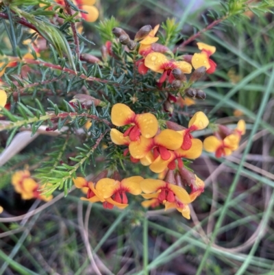 Dillwynia phylicoides (A Parrot-pea) at Watson, ACT - 3 Oct 2021 by Jenny54