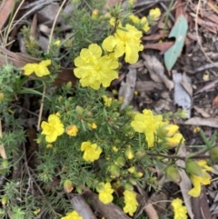 Hibbertia calycina (Lesser Guinea-flower) at Molonglo Valley, ACT - 2 Oct 2021 by Jenny54